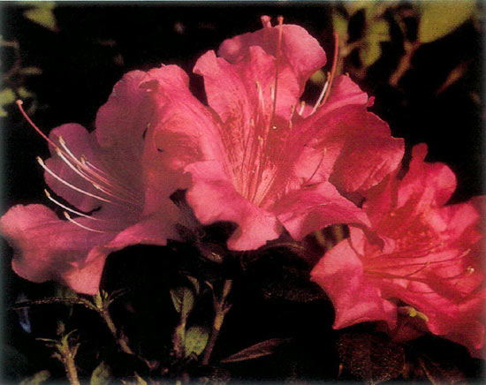 Encore Azalea® 'Autumn Royalty'