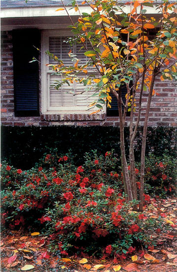 Encore Azalea® 'Autumn Embers'