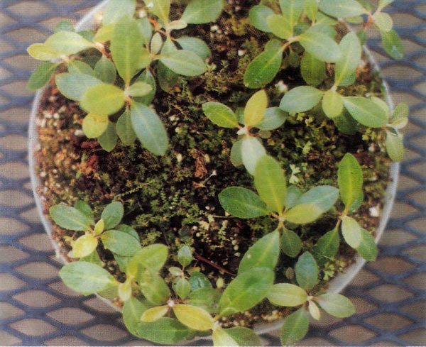 Disk container with rhododendron
seedlings growing in haircap moss.