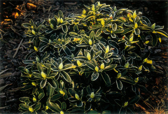 ('Cunningham's White' x 'Cosmopolitan')
in winter.