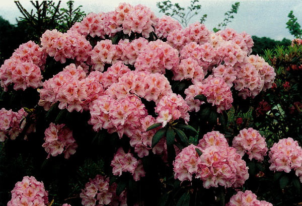 ('Blue Bell' x R. yakushimanum
'Koichiro Wada')