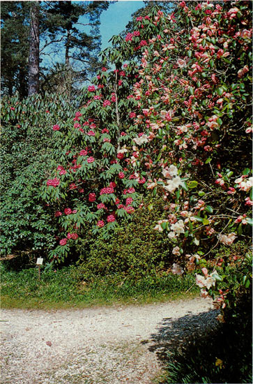 Rhododendrons at Leonardslee
in Sussex, England.