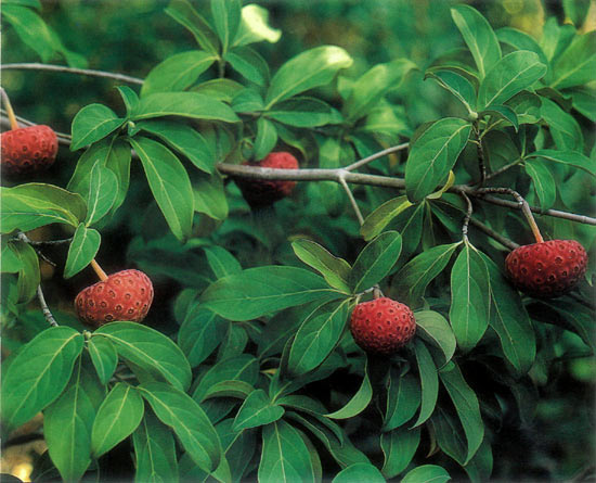 Cornus capitata seed pods.