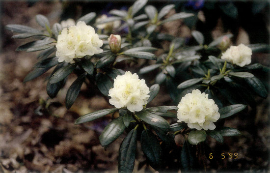 (R. yakushimanum, Exbury x R. maximum)