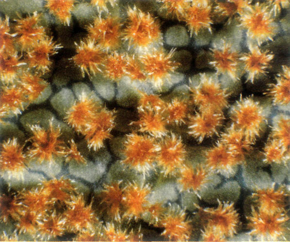 Underside of mature leaf of
R. beanianum