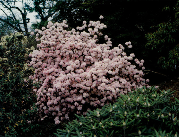 Shrimp Pink Hybrid Rhododendron