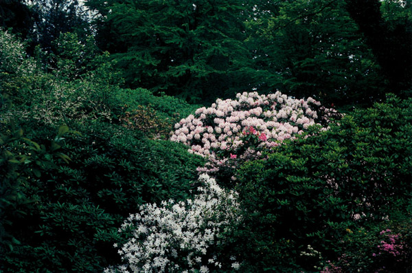 Forest Botanical Garden, Charlottenlund, Denmark.