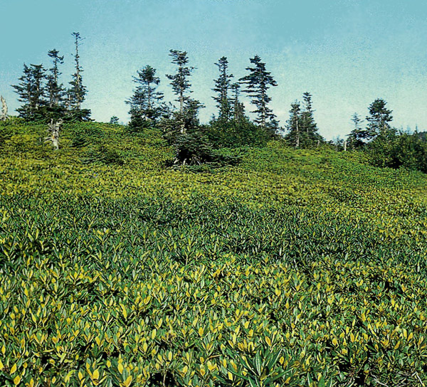 R. ponticum mixing with R. caucasicum at Ikizdere, Turkey.