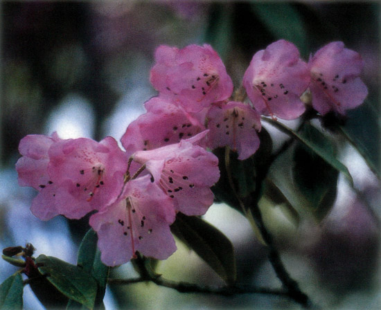 R. rubiginosum, Bita Hai, Yunnan, Chin