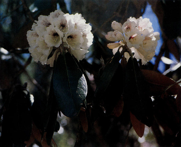 R. rex ssp. fictolacteum in Yunnan China