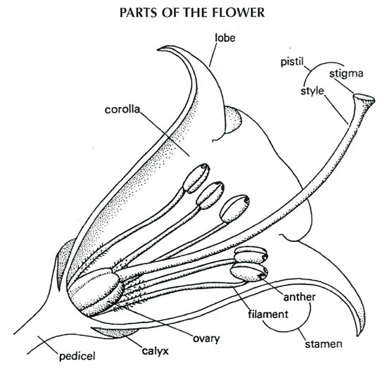 Parts of a flower