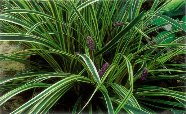 Liriope 'Variegata'