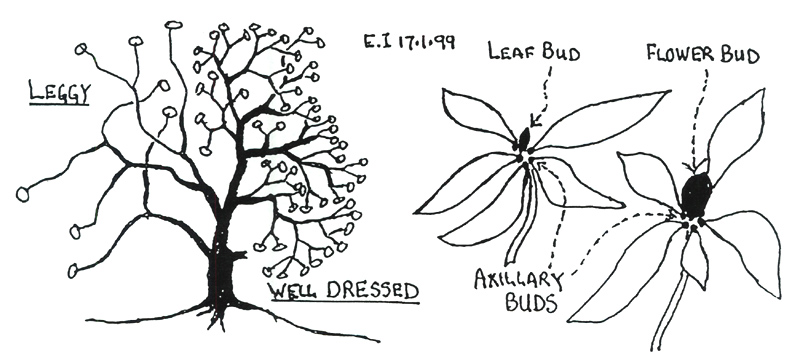 Pruning rhododendrons