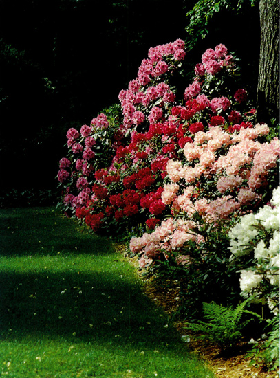 The Brooks garden, Concord,
Massachusetts