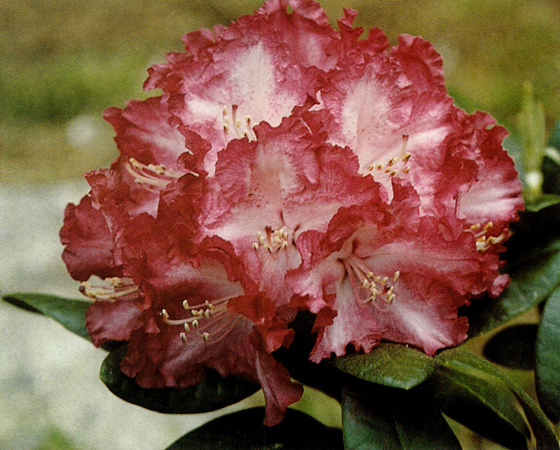 R. 'Crimson Constellation'