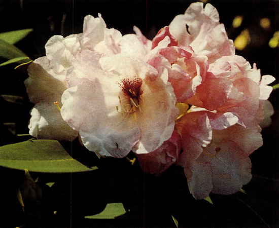 R. 'Dexter's Giant Red' x R. yakushimanum,
Whitney dwarf