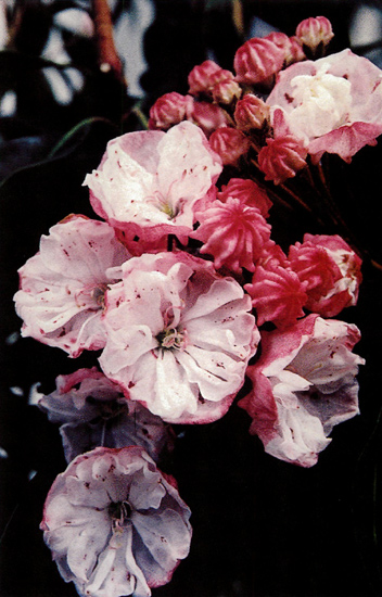 Kalmia latifolia 'Madeline'