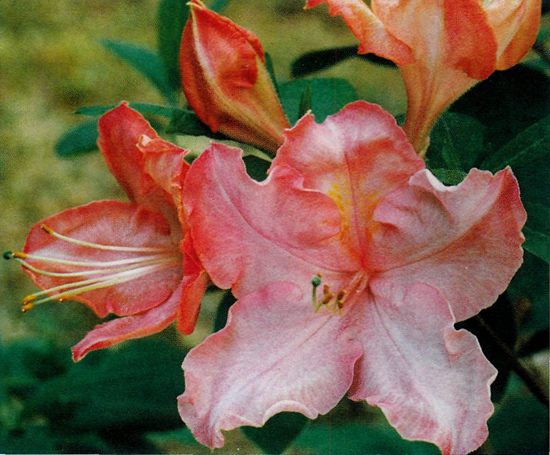 R. 'Cherokee Big Peach'