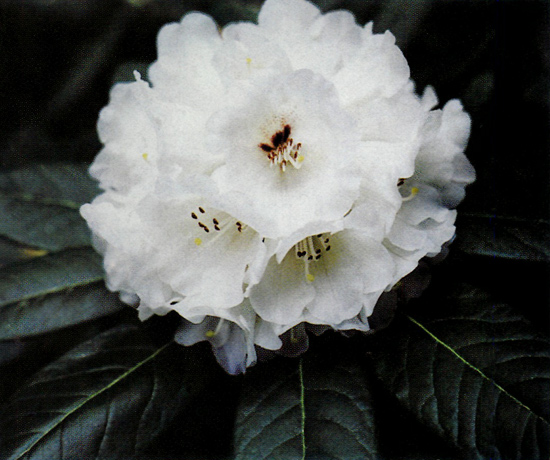 R. 'Powder Snow'