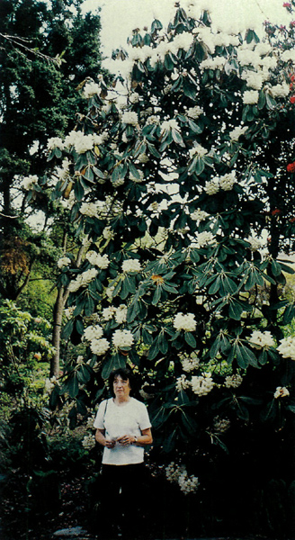 R. falconeri at the Dunedin Botanical Garden