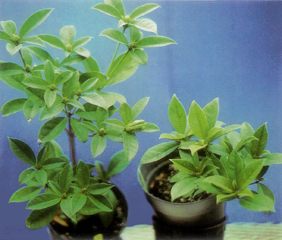 Paclobutrazol as a 2 mg/pot drench increases
flower bud set on the hybrid R. aurigeranum x R. herzogii