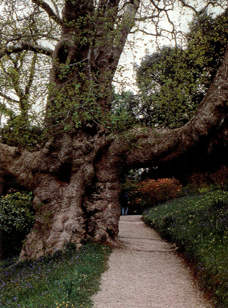 Liriodendron tulipifera, at Glendurgan