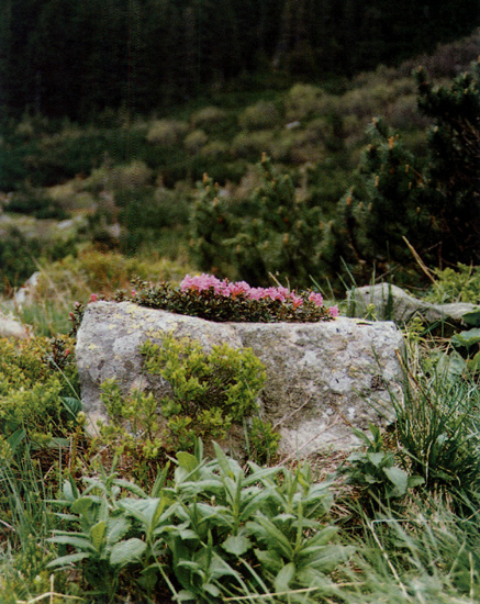 Sun-warmed rocks allow early
blooming of R. myrtifolium