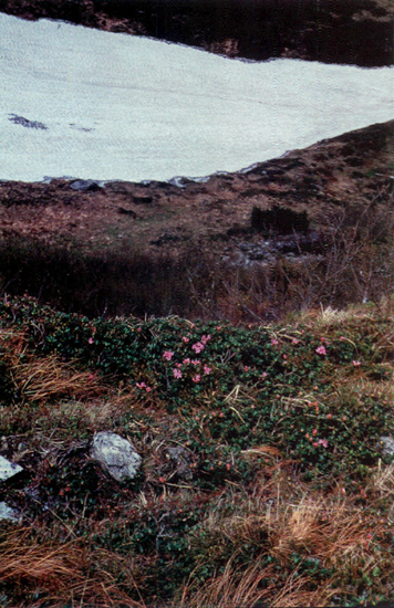 R. myrtifolium growing in
the protection of rocks