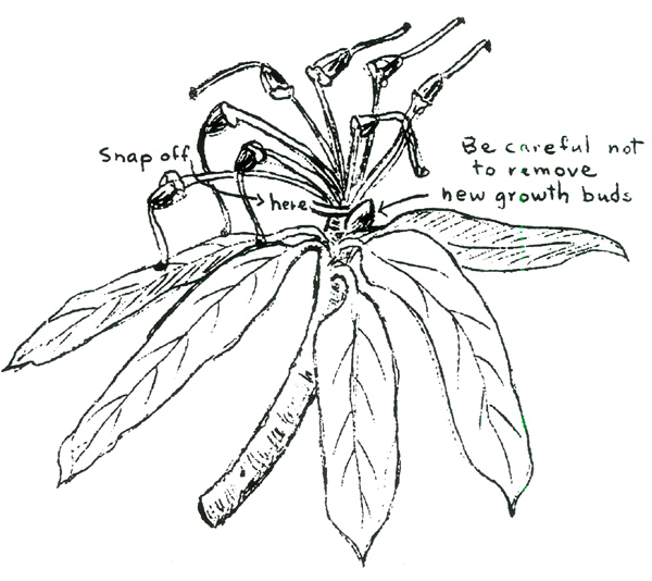 Deadheading a rhododendron