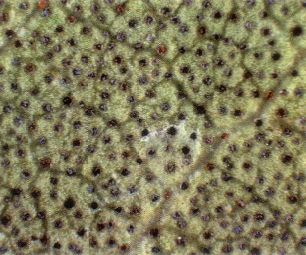 Underside of mature new leaf of 
R. cinnabarinum ssp. cinnabarinum var. roylei