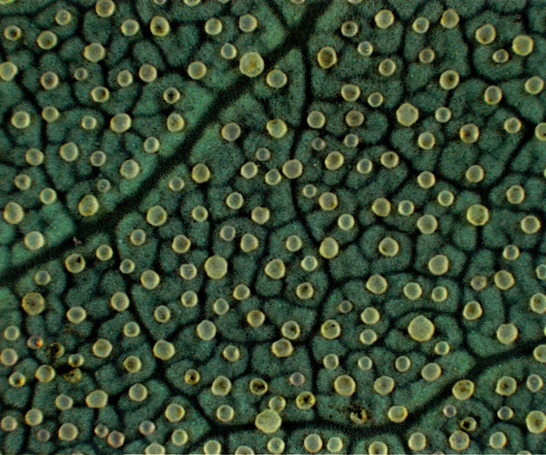 Underside of mature new leaf of 
R. trichocladum var. trichocladum