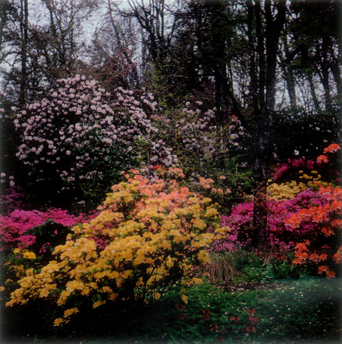 Azaleas blooming in Hendricks Park