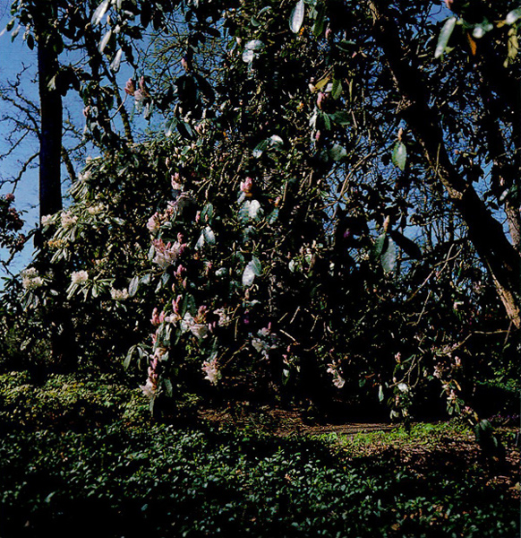 R. 'Beauty of Littleworth'
at Hendricks Park