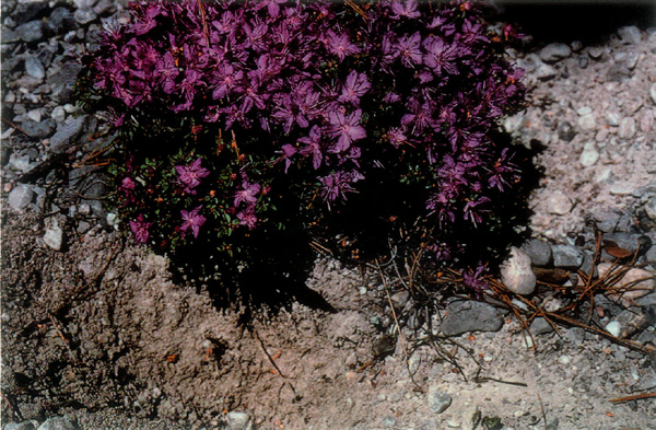 Photo 2 R. telmateium growing in limestone