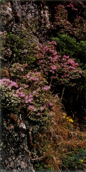 Photo 3 R. rupicola growing 
in limestone crevices