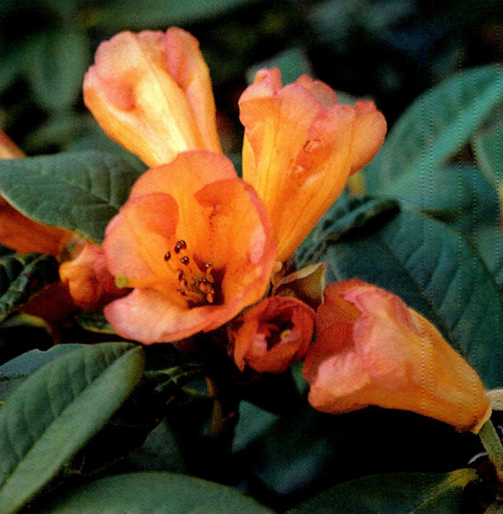 Figure 4. R. aureum hybrid