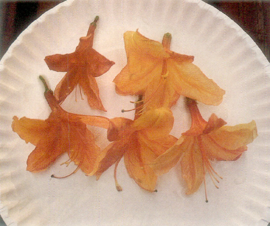 A new variety of R. phaeochrysum was discovered 
in Tibet in 1997