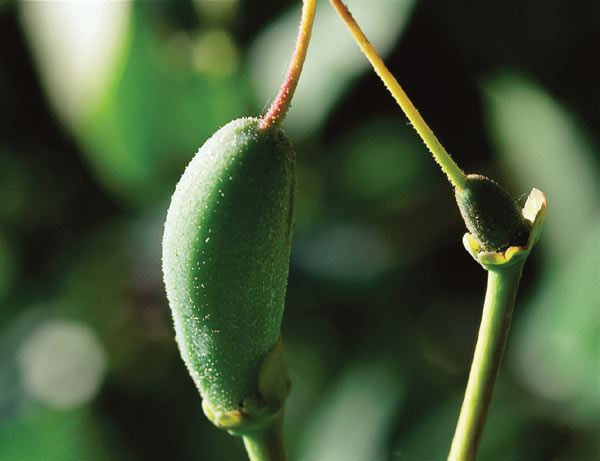 Rhododendron
fletcheranum seed capsule