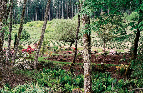 Skunk cabbage swamp and raised mound
for dwarf rhododendrons