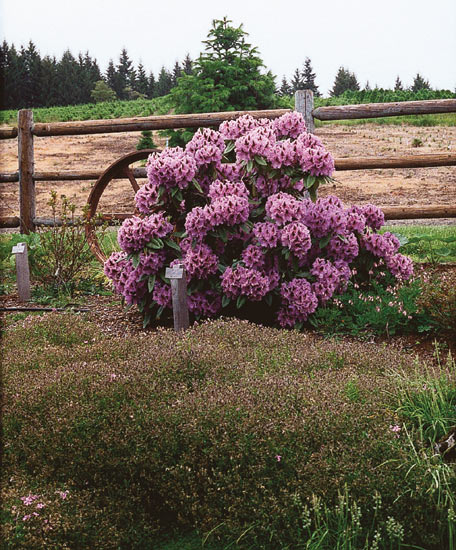 R. 'Blue Pacific' in the back yard.