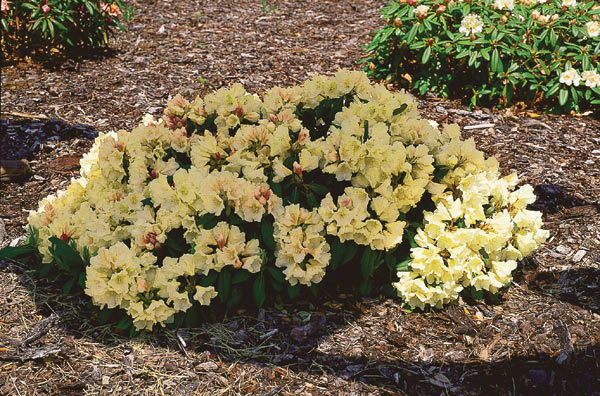 (['Bellefontaine' x 'Goldsworth Yellow'] x degronianum)