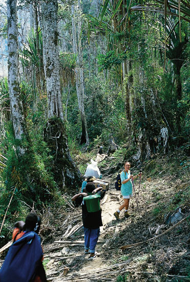 Forest at the foot of
Mt. Trikors, 4760 m.