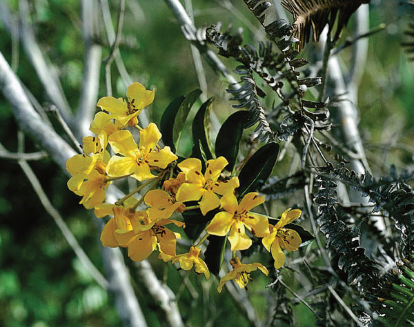 R. macgregoriae, Ibele Valley.