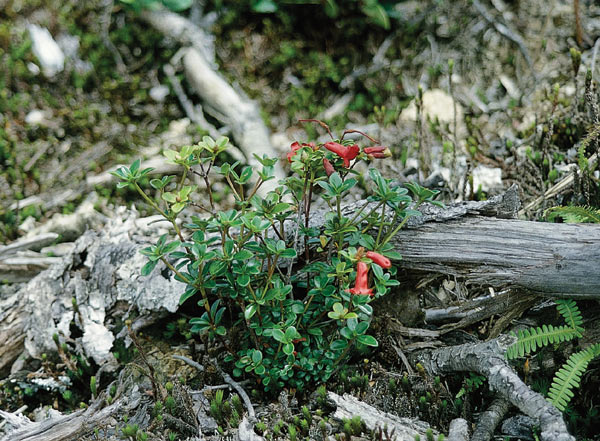 R. wrightianum, Baliem Valley.