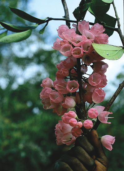 Dimorphaufera kempteriana,
Ibele Valley