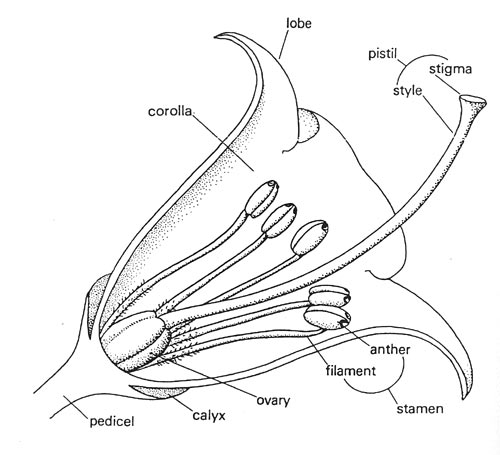 Parts of a flower