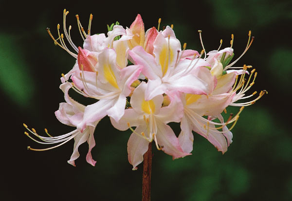 open pollinated seedling