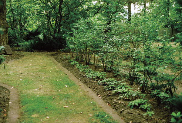 Blueberries back up a row of
rhododendron seedlings