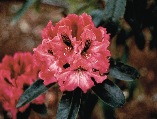 R. 'Katrina'