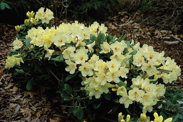 [(R. brachycarpum x aureum) x R. caloxanthum]